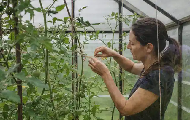 Person bindet junge Tomatentriebe in einem privaten Gewächshaus vorsichtig an; Thema Gewächshaus Heizung, Schwerpunkt Kosten; Umsetzung.