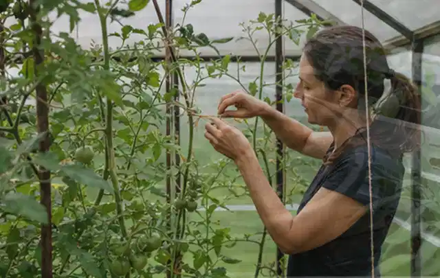 Person bindet junge Tomatentriebe in einem privaten Gewächshaus vorsichtig an; Thema Gewächshaus Heizung, Schwerpunkt Planung; Ergebnis.
