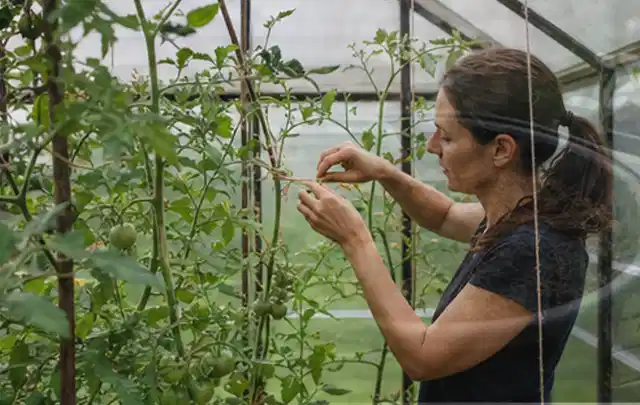 Person bindet junge Tomatentriebe in einem privaten Gewächshaus vorsichtig an; Thema Gewächshaus im Winter, Schwerpunkt Checkliste; Umsetzung.