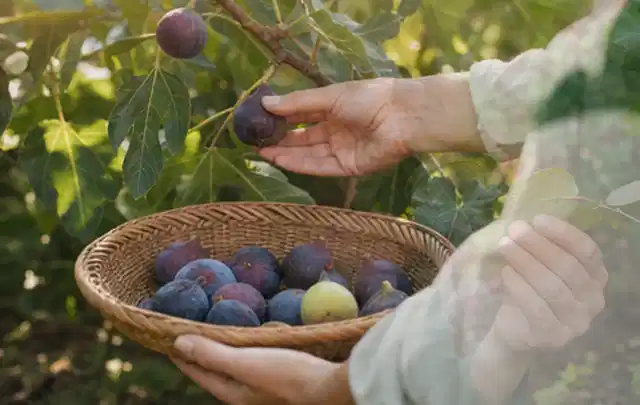Hand pflückt eine reife Feige über einem flachen Korb mit Früchten; Thema Gewächshaus im Winter, Schwerpunkt Fehlerhilfe; Ausgangslage.