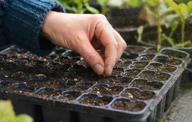 Hand legt einzelne Samen in vorbereitete Anzuchtschalen mit lockerer Erde; Thema Gewächshaus im Winter, Schwerpunkt Planung; Kontrolle.