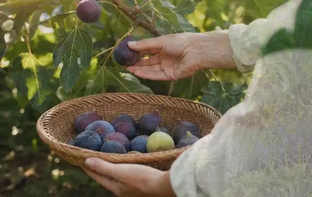 Hand pflückt eine reife Feige über einem flachen Korb mit Früchten; Thema Gewächshaus, Schwerpunkt Themenwelt; Ausgangslage.