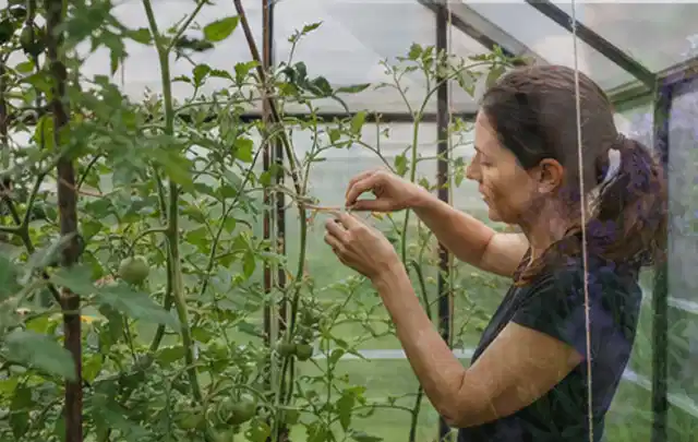 Person bindet junge Tomatentriebe in einem privaten Gewächshaus vorsichtig an; Thema Glasgewächshaus, Schwerpunkt Baurecht; Ausgangslage.