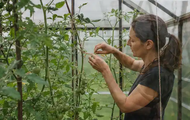 Person bindet junge Tomatentriebe in einem privaten Gewächshaus vorsichtig an; Thema Glasgewächshaus, Schwerpunkt Dimensionierung; Ausgangslage.