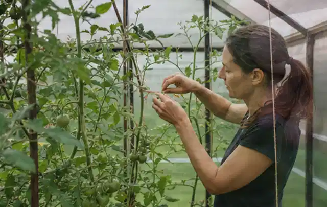 Person bindet junge Tomatentriebe in einem privaten Gewächshaus vorsichtig an; Thema Glasgewächshaus, Schwerpunkt DIY; Praxisalltag.