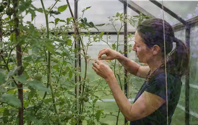 Person bindet junge Tomatentriebe in einem privaten Gewächshaus vorsichtig an; Thema Glasgewächshaus, Schwerpunkt Gärten mit kleiner Fläche; Praxisalltag.