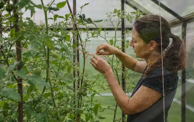 Person bindet junge Tomatentriebe in einem privaten Gewächshaus vorsichtig an; Thema Glasgewächshaus, Schwerpunkt Materialwahl; Ergebnis.