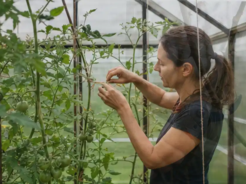 Person bindet junge Tomatentriebe in einem privaten Gewächshaus vorsichtig an; Thema Glasgewächshaus, Schwerpunkt Standort; Titelbild.