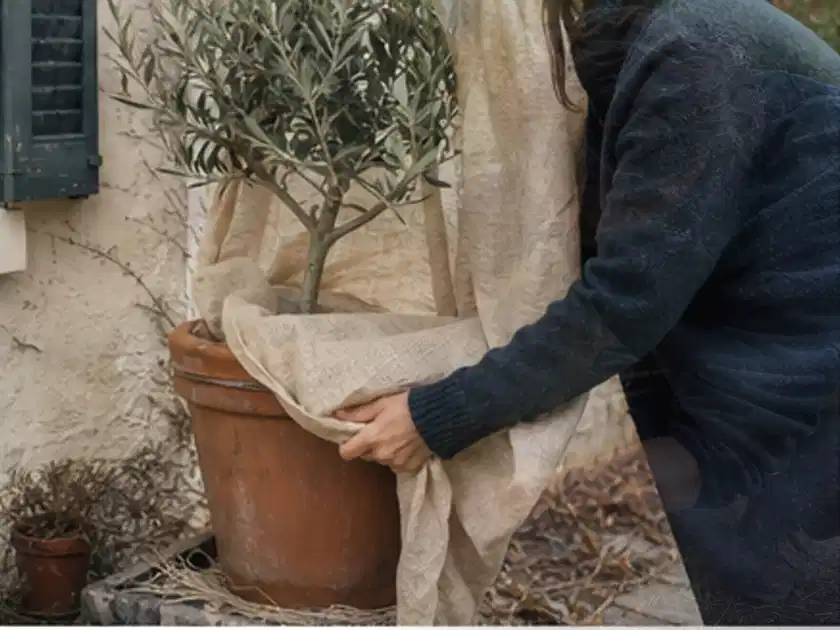 Person umhüllt eine mediterrane Kübelpflanze mit atmungsaktivem Winterschutz; Thema Glasgewächshaus, Schwerpunkt Winterschutz; Titelbild.