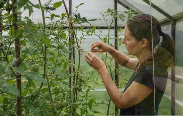 Person bindet junge Tomatentriebe in einem privaten Gewächshaus vorsichtig an; Thema Gurken, Schwerpunkt Anbau; Ergebnis.