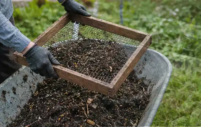 Behandschuhte Hände sieben reifen Kompost über einer Gartenschubkarre; Thema Gurken, Schwerpunkt Aussaat; Ausgangslage.