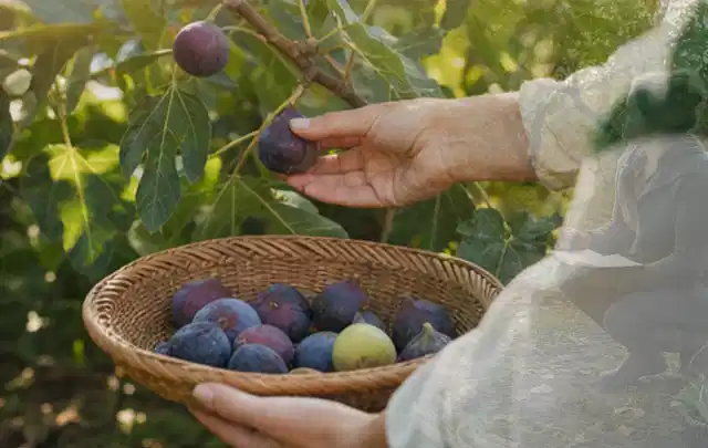 Hand pflückt eine reife Feige über einem flachen Korb mit Früchten; Thema Gurken, Schwerpunkt Balkongarten; Praxisalltag.