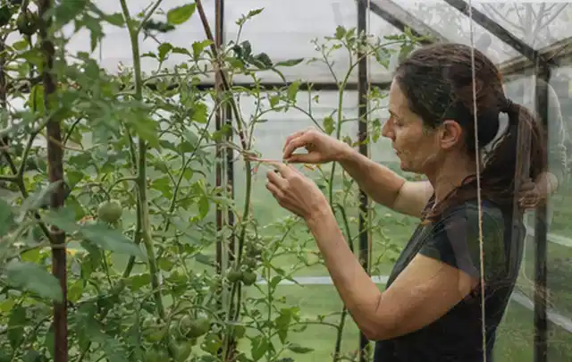 Person bindet junge Tomatentriebe in einem privaten Gewächshaus vorsichtig an; Thema Gurken, Schwerpunkt Einsteigerwissen; Praxisalltag.