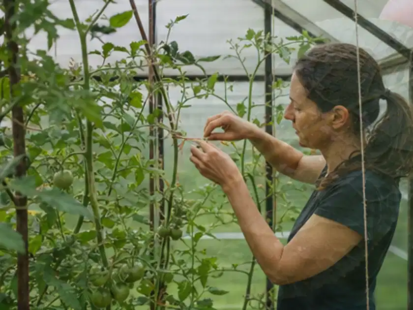 Person bindet junge Tomatentriebe in einem privaten Gewächshaus vorsichtig an; Thema Gurken, Schwerpunkt Ernte; Titelbild.