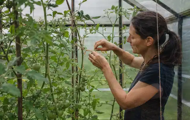 Person bindet junge Tomatentriebe in einem privaten Gewächshaus vorsichtig an; Thema Gurken, Schwerpunkt Ernteprobleme; Kontrolle.