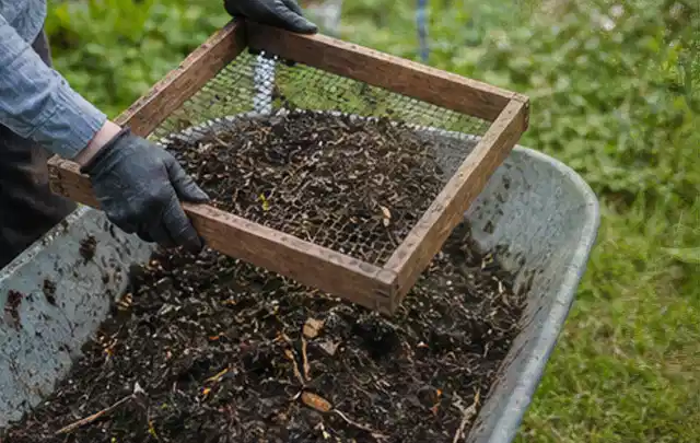 Behandschuhte Hände sieben reifen Kompost über einer Gartenschubkarre; Thema Gurken, Schwerpunkt Gemüse; Umsetzung.