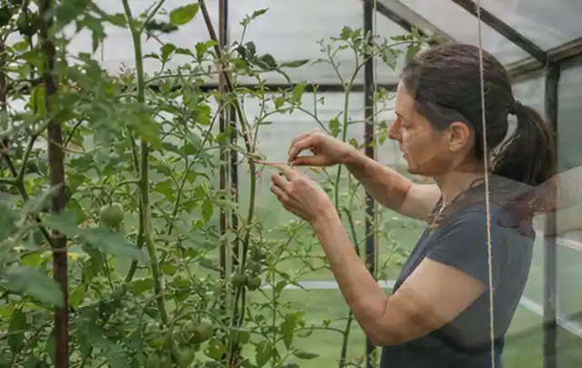 Person bindet junge Tomatentriebe in einem privaten Gewächshaus vorsichtig an; Thema Gurken, Schwerpunkt Gemüse; Ergebnis.