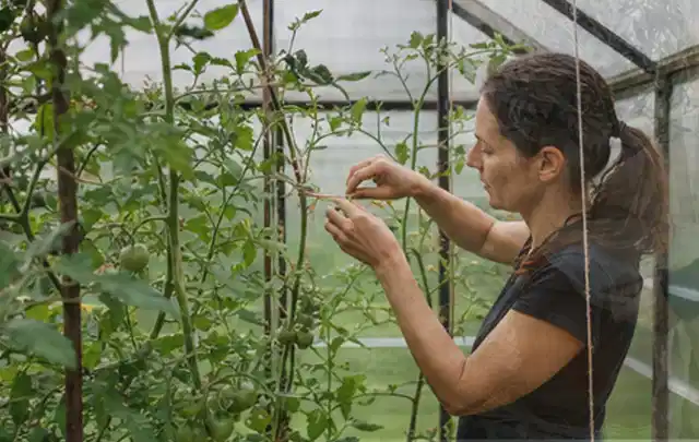 Person bindet junge Tomatentriebe in einem privaten Gewächshaus vorsichtig an; Thema Gurken, Schwerpunkt Gesundheit; Umsetzung.
