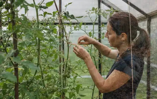 Person bindet junge Tomatentriebe in einem privaten Gewächshaus vorsichtig an; Thema Gurken, Schwerpunkt Gewächshaus; Ergebnis.