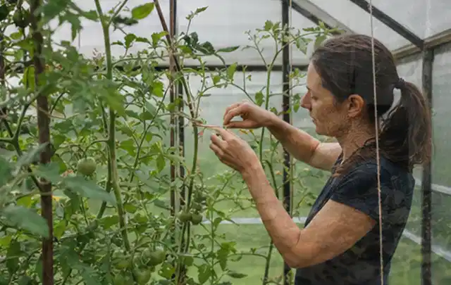 Person bindet junge Tomatentriebe in einem privaten Gewächshaus vorsichtig an; Thema Gurken, Schwerpunkt Hochbeet; Umsetzung.