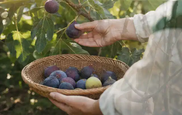 Hand pflückt eine reife Feige über einem flachen Korb mit Früchten; Thema Gurken, Schwerpunkt Hochbeet; Kontrolle.