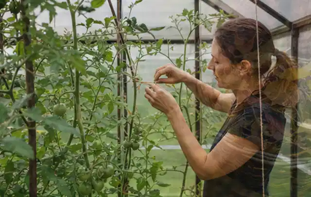 Person bindet junge Tomatentriebe in einem privaten Gewächshaus vorsichtig an; Thema Gurken, Schwerpunkt Pflanzenschutz; Umsetzung.