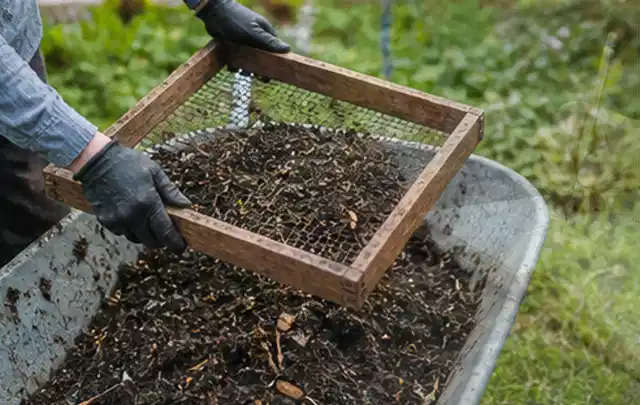 Behandschuhte Hände sieben reifen Kompost über einer Gartenschubkarre; Thema Gurken, Schwerpunkt Pflanzung; Praxisalltag.