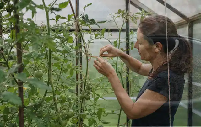 Person bindet junge Tomatentriebe in einem privaten Gewächshaus vorsichtig an; Thema Gurken, Schwerpunkt Sortenwahl; Ausgangslage.