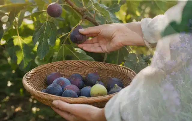 Hand pflückt eine reife Feige über einem flachen Korb mit Früchten; Thema Gurken, Schwerpunkt Sortenwahl; Umsetzung.