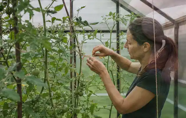 Person bindet junge Tomatentriebe in einem privaten Gewächshaus vorsichtig an; Thema Gurken, Schwerpunkt Standort; Ausgangslage.