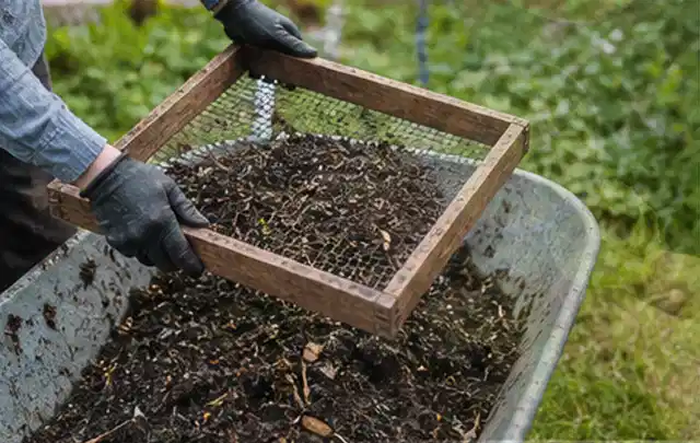 Behandschuhte Hände sieben reifen Kompost über einer Gartenschubkarre; Thema Haselnuss, Schwerpunkt Anbau; Umsetzung.