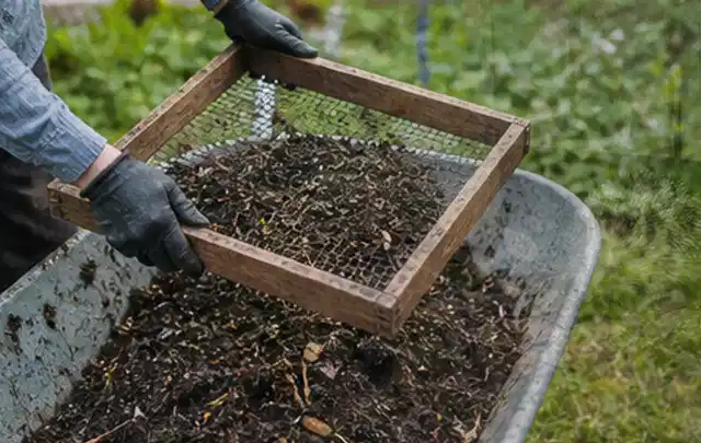 Behandschuhte Hände sieben reifen Kompost über einer Gartenschubkarre; Thema Haselnuss, Schwerpunkt Aussaat; Umsetzung.