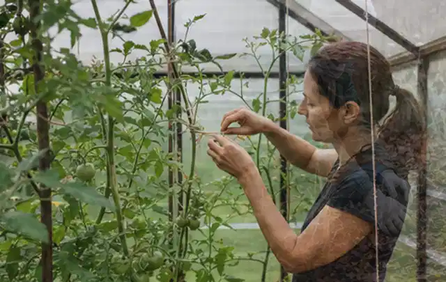 Person bindet junge Tomatentriebe in einem privaten Gewächshaus vorsichtig an; Thema Haselnuss, Schwerpunkt Aussaat; Ergebnis.