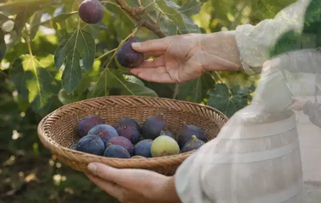 Hand pflückt eine reife Feige über einem flachen Korb mit Früchten; Thema Haselnuss, Schwerpunkt Balkongarten; Kontrolle.
