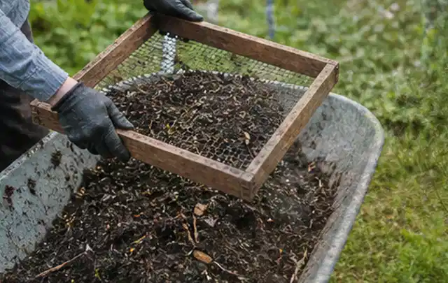 Behandschuhte Hände sieben reifen Kompost über einer Gartenschubkarre; Thema Haselnuss, Schwerpunkt Boden; Ausgangslage.