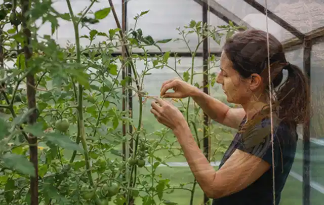 Person bindet junge Tomatentriebe in einem privaten Gewächshaus vorsichtig an; Thema Haselnuss, Schwerpunkt Boden; Kontrolle.