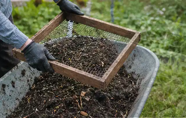 Behandschuhte Hände sieben reifen Kompost über einer Gartenschubkarre; Thema Haselnuss, Schwerpunkt Einsteigerwissen; Ausgangslage.
