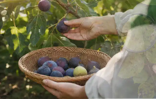 Hand pflückt eine reife Feige über einem flachen Korb mit Früchten; Thema Haselnuss, Schwerpunkt Einsteigerwissen; Umsetzung.