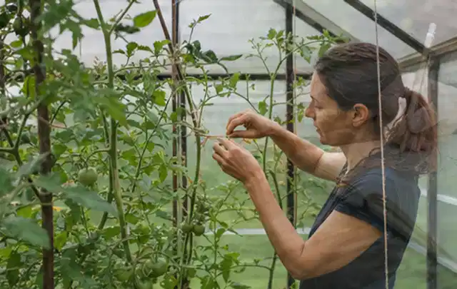 Person bindet junge Tomatentriebe in einem privaten Gewächshaus vorsichtig an; Thema Haselnuss, Schwerpunkt Einsteigerwissen; Kontrolle.
