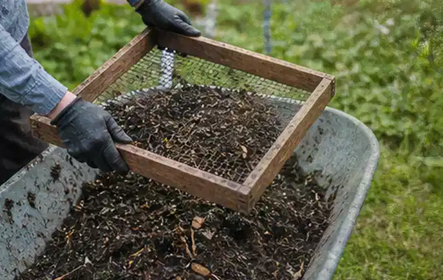 Behandschuhte Hände sieben reifen Kompost über einer Gartenschubkarre; Thema Haselnuss, Schwerpunkt Ernte; Kontrolle.