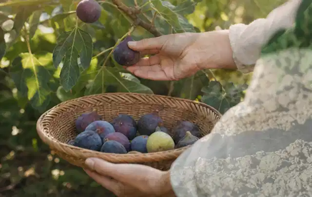 Hand pflückt eine reife Feige über einem flachen Korb mit Früchten; Thema Haselnuss, Schwerpunkt Ernte; Ergebnis.