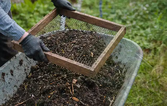 Behandschuhte Hände sieben reifen Kompost über einer Gartenschubkarre; Thema Haselnuss, Schwerpunkt Fehlerhilfe; Ergebnis.