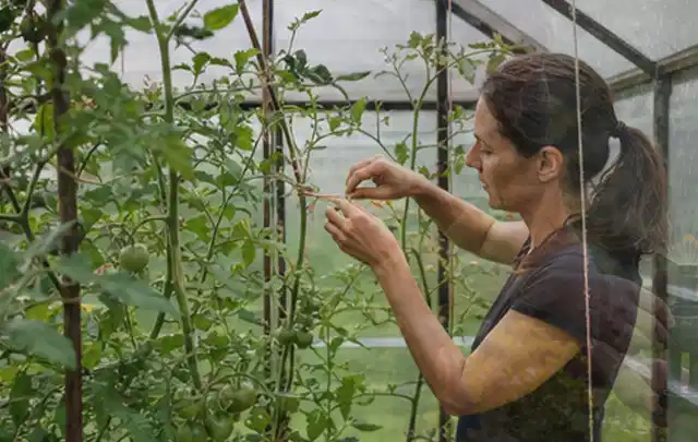 Person bindet junge Tomatentriebe in einem privaten Gewächshaus vorsichtig an; Thema Haselnuss, Schwerpunkt Gesundheit; Umsetzung.