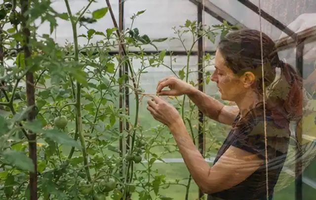 Person bindet junge Tomatentriebe in einem privaten Gewächshaus vorsichtig an; Thema Haselnuss, Schwerpunkt Gewächshaus; Umsetzung.