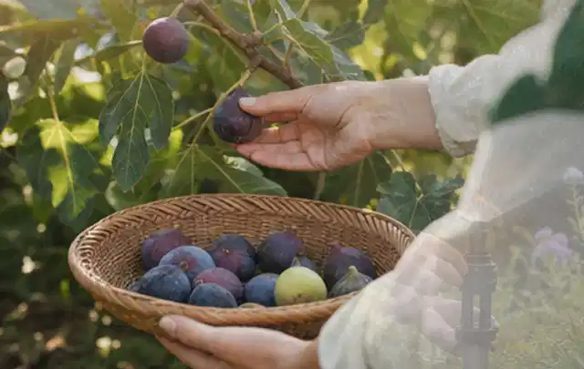 Hand pflückt eine reife Feige über einem flachen Korb mit Früchten; Thema Haselnuss, Schwerpunkt Hochbeet; Kontrolle.