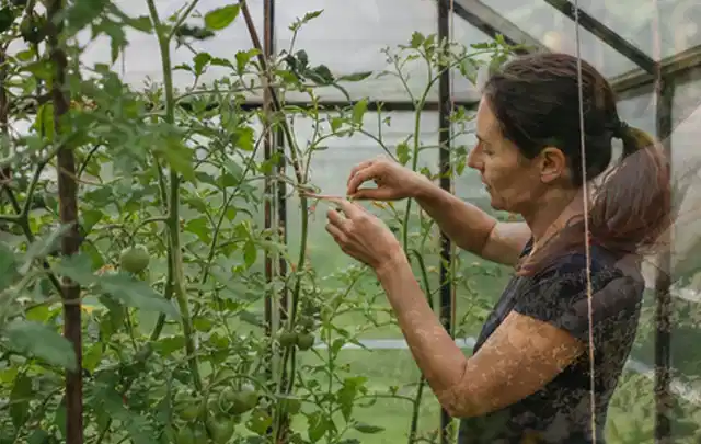 Person bindet junge Tomatentriebe in einem privaten Gewächshaus vorsichtig an; Thema Haselnuss, Schwerpunkt Hochbeet; Praxisalltag.