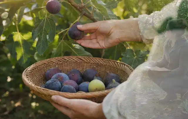 Hand pflückt eine reife Feige über einem flachen Korb mit Früchten; Thema Haselnuss, Schwerpunkt Lagerung; Kontrolle.