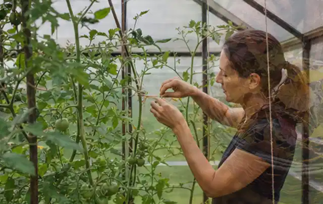 Person bindet junge Tomatentriebe in einem privaten Gewächshaus vorsichtig an; Thema Haselnuss, Schwerpunkt Lagerung; Ergebnis.