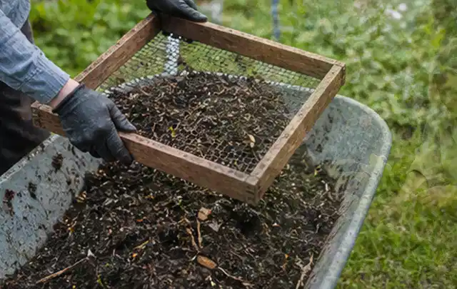 Behandschuhte Hände sieben reifen Kompost über einer Gartenschubkarre; Thema Haselnuss, Schwerpunkt Lagerung; Praxisalltag.