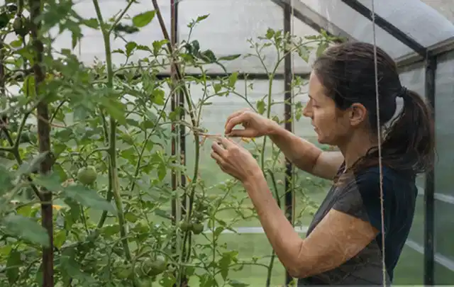 Person bindet junge Tomatentriebe in einem privaten Gewächshaus vorsichtig an; Thema Haselnuss, Schwerpunkt Obst; Ergebnis.